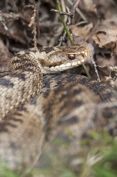 European adder, European viper, venomous snake, vipera berus, critters, poisonous, high size, portrait format, reptilia, reptiles, snakes, snakes