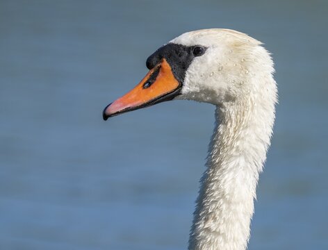Mute swan (Cygnus olor) adult bird, portrait, Thuringia, Germany