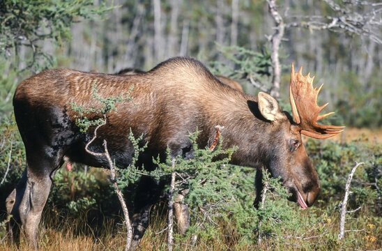 Moose. Alces alces. Bull moose feeding. Gros Morne national park. Province of Newfoundland. Canada