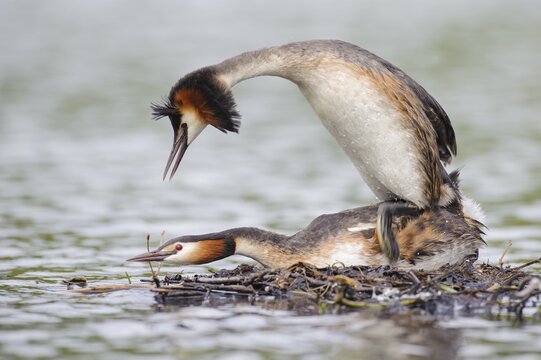 Great crested grebe (Podiceps cristatus) copulating at the nest, Oldenburger M&uuml;nsterland, Vechta, Lower Saxony, Germany