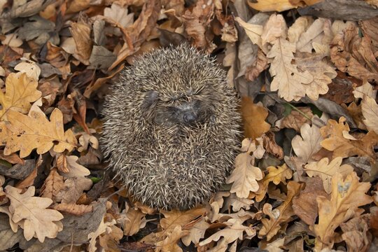 European hedgehog (Erinaceus europaeus) adult animal curled up in a ball during hibernation on fallen autumn leaves in a garden, England, United Kingdom