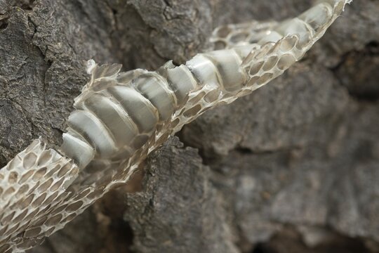 Coronella Austriaca, black snake, snake, critters, skin, molting, reptiles, molts, reptilia, reptiles, snakes, slough, snakes
