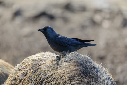 A jackdaw (Coloeus monedula) sits on the back of a wild boar (Sus scrofa). Bavaria, Germany