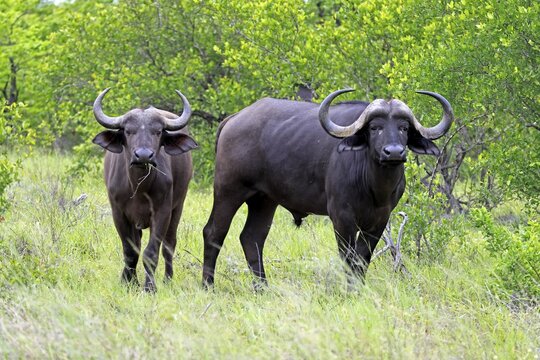 Cape buffalo (Syncerus caffer), two adults, standing, alert, feeding, Kruger National Park, Limpopo Province, South Africa