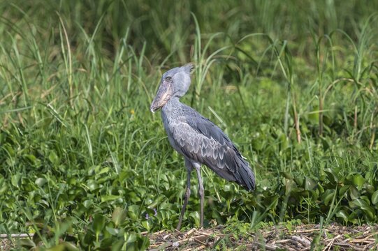 A shoebill (Balaeniceps rex) stands by its nest in the reeds, at the mouth of the Victoria Nile, Murchison Falls National Park, Uganda