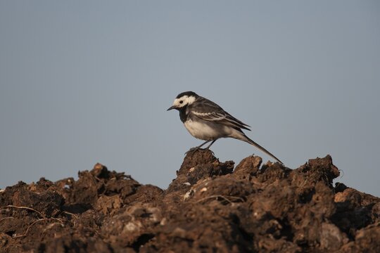 Pied wagtail (Motacilla alba) adult bird on a farm muck heap, England, United Kingdom