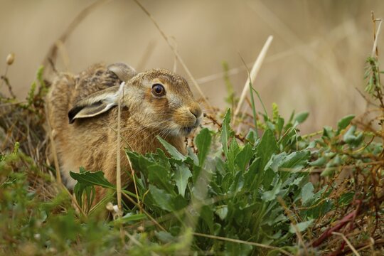 European brown hare (Lepus europaeus) adult feeding on Sea beet plant, Suffolk, England, United Kingdom