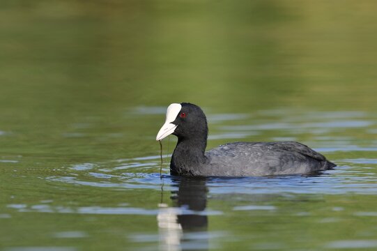 Eurasian Coot or coot rail (Fulica atra), North Rhine-Westphalia, Germany