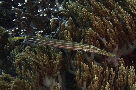Long, striped Chinese trumpetfish (Aulostomus chinensis), camouflaged between brown soft corals, dive site SD, Nusa Ceningan, Nusa Penida, Bali, Indonesia
