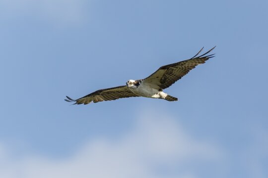 Osprey (Pandion haliaetus carolinensis) flying, osprey, Everglades, Florida, USA