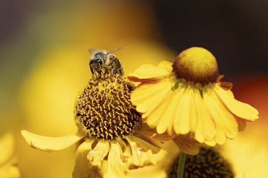 European honey bee (Apis mellifera) adult insect feeding a garden yellow Helenium flower in summer, England, United Kingdom