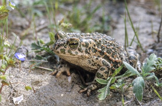 Bufo viridis, Bufotes viridis, green toad, toad, amphibians, amphibians, toads, amphibians