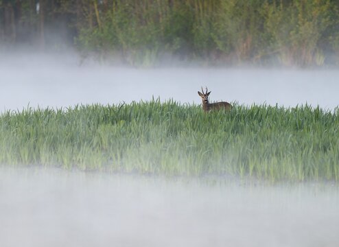 Roe deer (Capreolus capreolus), roe buck in winter coat, winter cover standing in a wet meadow, in a wetland biotope at a lake, morning mist, fog, wildlife, Lower Saxony, Germany