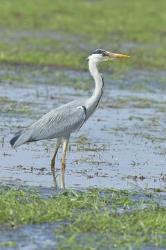 Grey heron (Ardea cinerea), standing in the shallow water of a moor, Ochsenmoor, D&uuml;mmer See, H&uuml;de, Lower Saxony, Germany