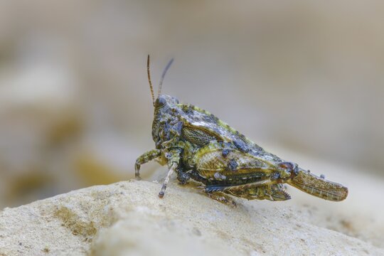 Cepero's groundhopper, sand groundhopper, tetrix ceperoi, western spinhopper, grasshopper, grasshopper, grasshopper, grasshoppers, insects