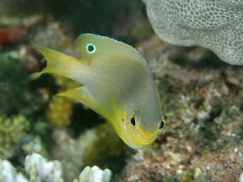 Yellow fish with detailed fins, Ambon demoiselle (Pomacentrus amboinensis), demoiselle damselfish, swimming in the reef area, dive site Twin Reef, Penyapangan, Bali, Indonesia