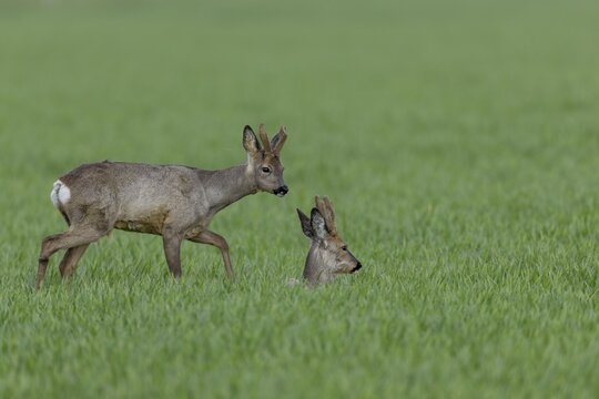A roebuck (Capreolus capreolus) tries to make contact with another buck, the attempt is not reciprocated and the yearling moves on to graze in the field, Winterfell, April, Germany