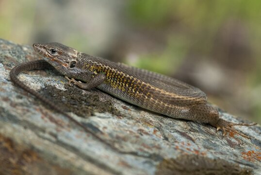 Algerian Sand Racer, Algerian Sandstrider, Psammodromus Algirus, Critters, Lizards, Extremadura, Reptilia, Reptilia, Reptiles, Sleep, Spain