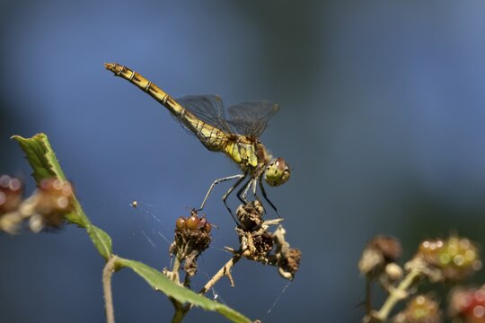 Common darter dragonfly (Sympetrum striolatum) adult female insect on a blackberry fruit in the summer, England, United Kingdom