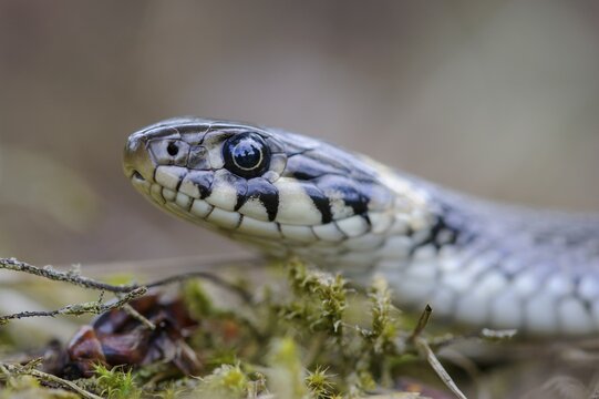 Grass snake (Natrix natrix), portrait, Oldenburger M&uuml;nsterland, Visbek, Lower Saxony, Germany