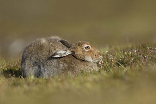 Mountain hare (Lepus timidus) adult in summer coat resting in a mountain meadow, Scotland, United Kingdom