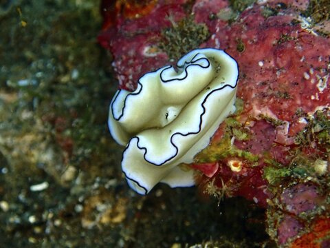A black-and-white sea snail with curved edges, the black-edged Glossodoris (Doriprismatica atromarginata), on a red background, at the USAT Liberty dive site, Tulamben, Bali, Indonesia