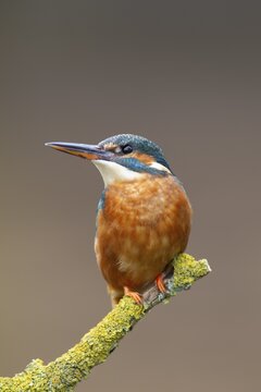 Common kingfisher (Alcedo atthis) adult female bird perched on a tree branch, Norfolk, England, United Kingdom