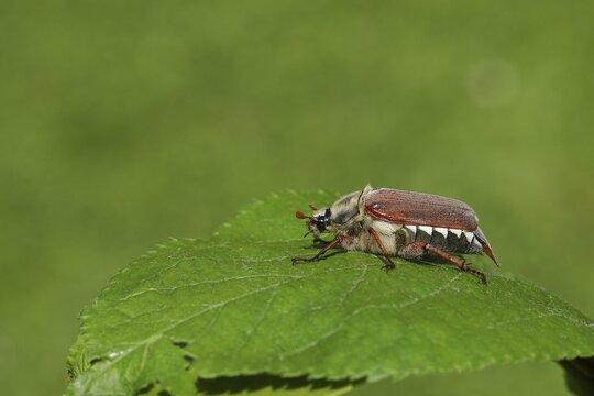 Cockchafer (Melolontha melolontha), field cockchafer, female on a leaf, Wilden, North Rhine-Westphalia, Germany
