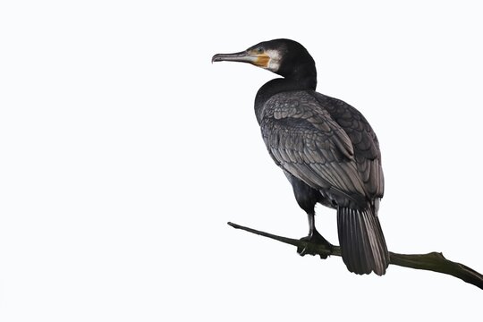 A cormorant (Phalacrocorax carbo) perched on a branch against a white background, North Rhine-Westphalia, Germany