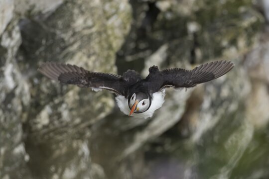 Atlantic puffin (Fratercula arctica) adult bird in flight with sea cliffs in the background in the summer, Yorkshire, England, United Kingdom