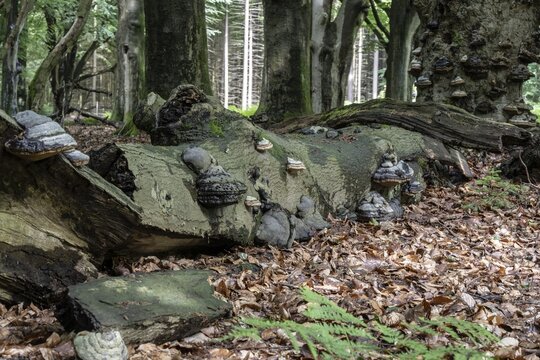 Tinder fungus (Fomes fomentarius) on a dead European beech (Fagus sylvatica), Emsland, Lower Saxony, Germany