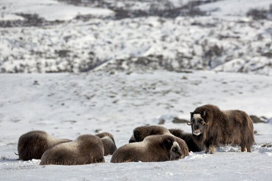 In winter, the musk oxen (Ovibos moschatus) rest for up to 6 hours a day, so a lot of patience is required, winter, snow, cold, tundra landscape, October, Norway