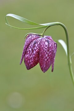 Snake's Head Fritillary (Fritillaria meleagris), single flower in a meadow, close-up, inflorescence, early bloomer, spring, Wilnsdorf, North Rhine-Westphalia, Germany