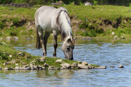 A horse grazing on the bank of a body of water and eating grass, Tarpan Horse (Equus ferus) France