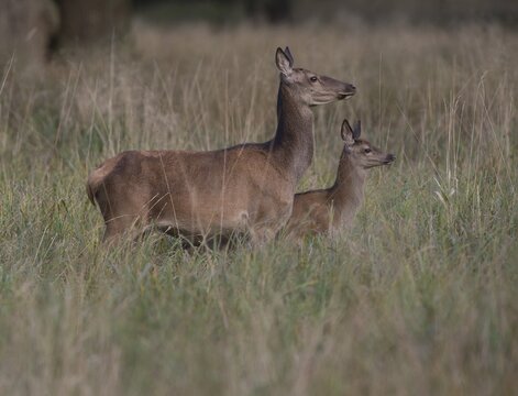 Red Deer (Cervus elaphus), doe and calf, Copenhagen, Denmark
