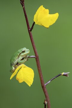 European tree frog (Hyla arborea), Zandvort, Netherlands