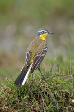 Motacilla flava, sheeptail, western yellow wagtail, yellow wagtail, birds, plumage care, high size, portrait format, male, passeri, preening, songbirds, birds
