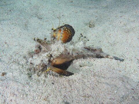 A Red Sea Walkman (Inimicus filamentosus) in orange and black on a sandy bottom. Dive site House Reef, Mangrove Bay, El Quesir, Red Sea, Egypt