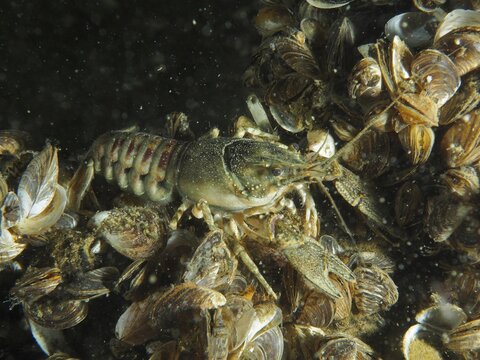 A close-up of a crayfish (Faxonius limosus) American crayfish, invasive species, surrounded by many mussels, Quagga triangle mussel (Dreissena rostriformis bugensis), invasive species, Wildsau dive site, Berlingen, Lake Constance, Switzerland, Germany