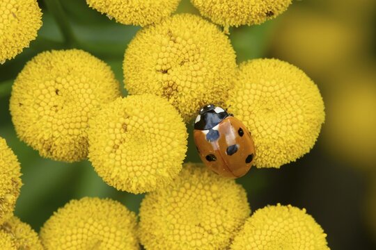 Seven-spot ladybird or Ladybug (Coccinella septempunctata) adult insect on a garden Tansy flower in summer, England, United Kingdom