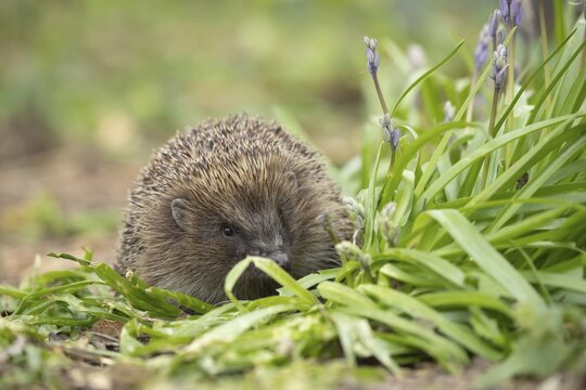 European hedgehog (Erinaceus europaeus) adult animal walking by flowering Bluebells in the spring, Suffolk, England, United Kingdom