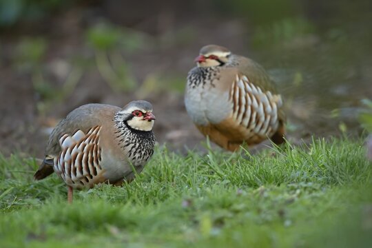 Red legged or French partridge (Alectoris rufa) two adult birds on an urban garden grass lawn, England, United Kingdom