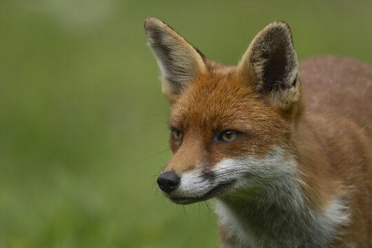 Red fox (Vulpes vulpes) adult animal head portrait, Essex, England, United Kingdom