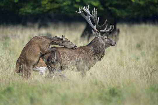 Alto ascended red deer ( Cervus elaphus) in rut, Klamptenborg, Copenhagen, Denmark