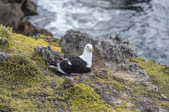 Dominican Gull (Larus dominicanus) breeding on a nest on the coast, Eastern Cape, South Africa