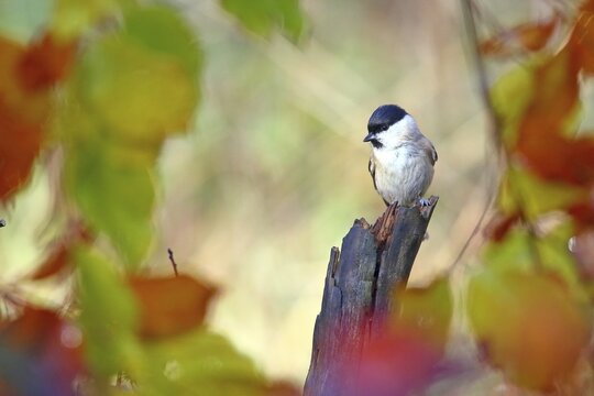 Marsh tit (Parus palustris) with colourful autumn leaves, Solms, Hesse, Germany