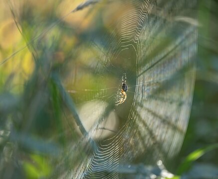 Cross spider (Araneus) sitting in a spider web, Lower Saxony, Germany