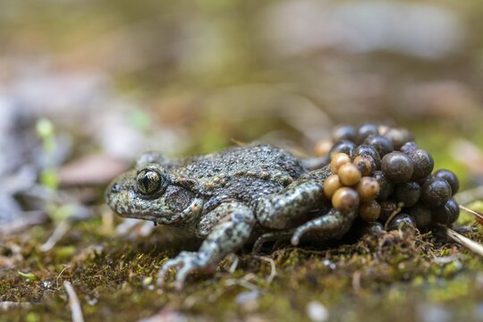 Alytes obstetricans, common midwife toad, obstetrician toad, northern obstetrician toad, amphibians, eggs, egg string, amphibians, male