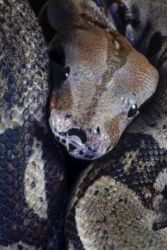 Royal python (Python regius) adult snake head portrait, England, United Kingdom, Captive