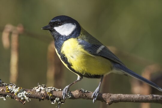 A great tit (Parus major) sitting on a branch in a natural environment, Baden-W&uuml;rttemberg, Germany